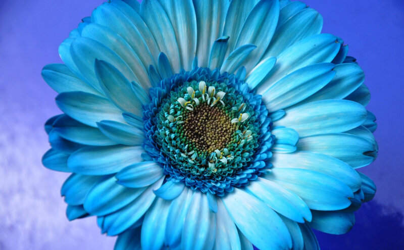 Blue Gerbera Daisy — Calm