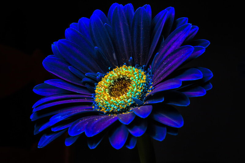 Blue Gerbera Daisy — Dramatic