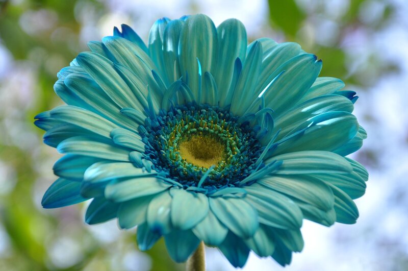 Blue Gerbera Daisy — Serene
