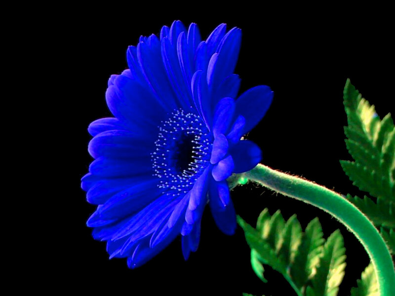 Blue Gerbera Daisy