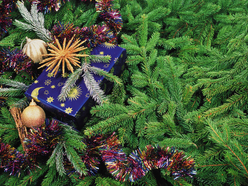 Blue Gift Box on Pine