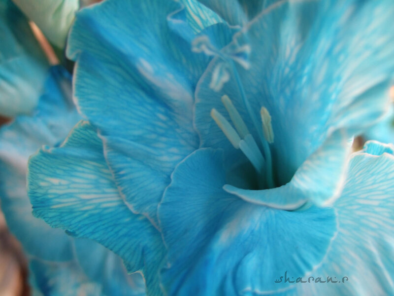 Blue Gladiolus Flower
