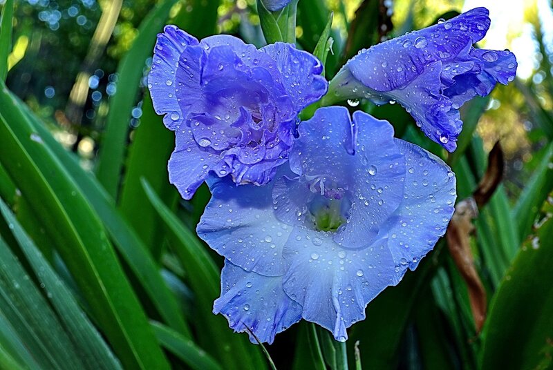 Blue Gladiolus Flowers — Serene