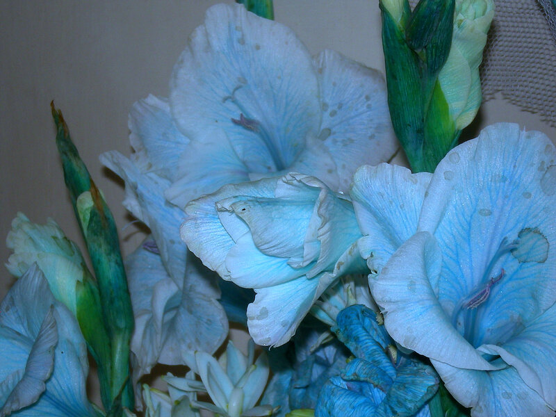 Blue gladiolus flowers