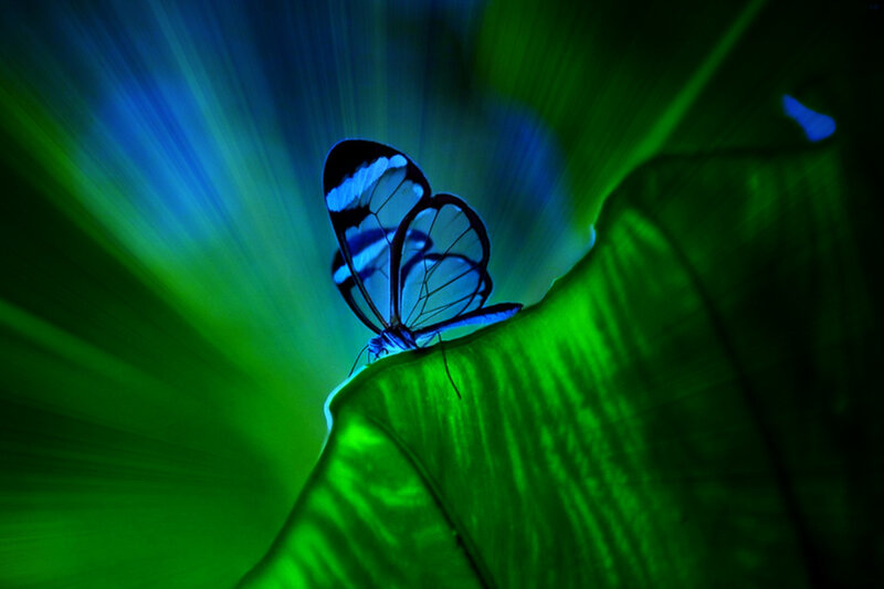 Blue Glasswing Butterfly — Green