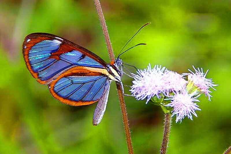 Blue Glasswing Butterfly