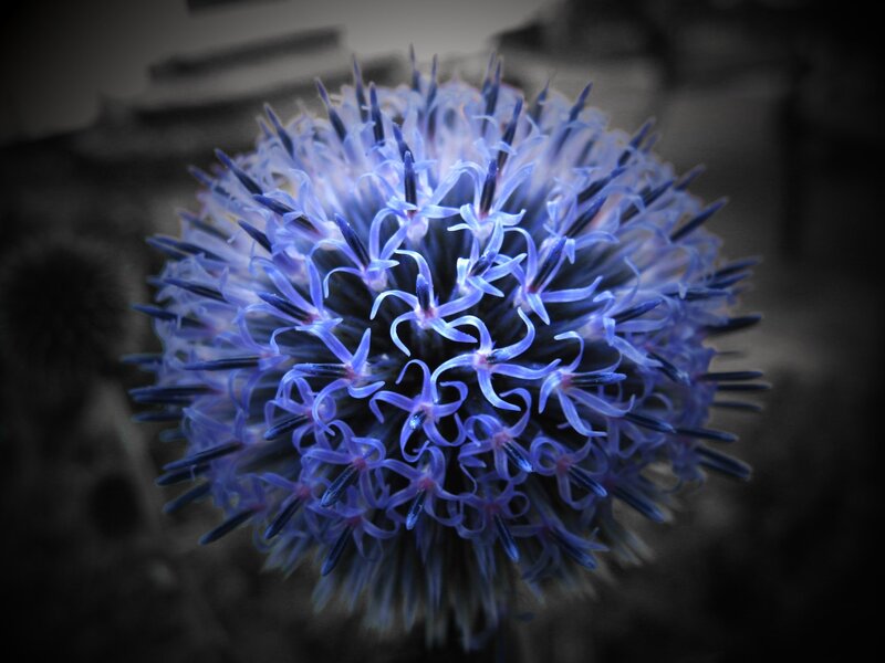 Blue Globe Thistle Flower — Dramatic