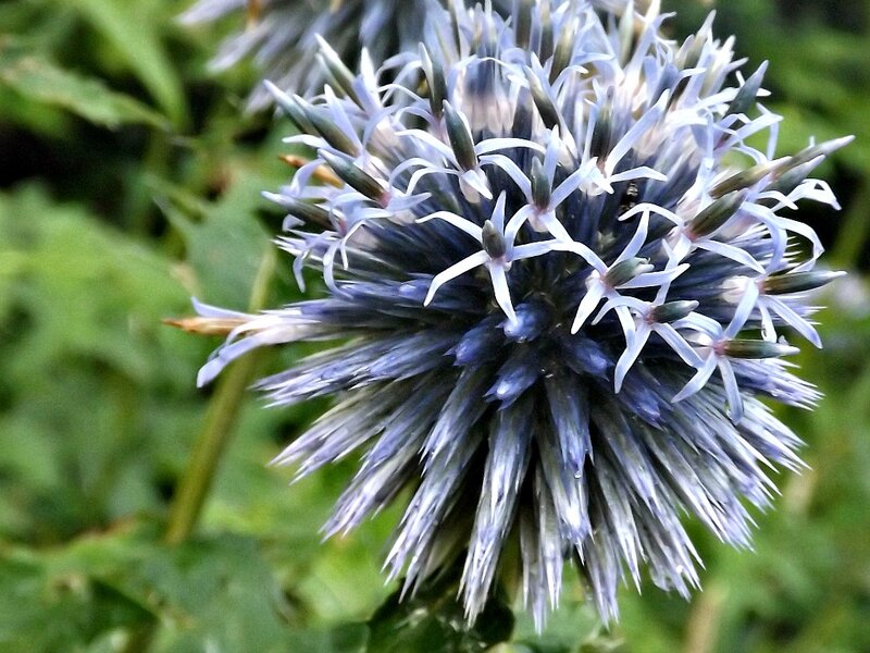 Blue Globe Thistle Flower — Purple