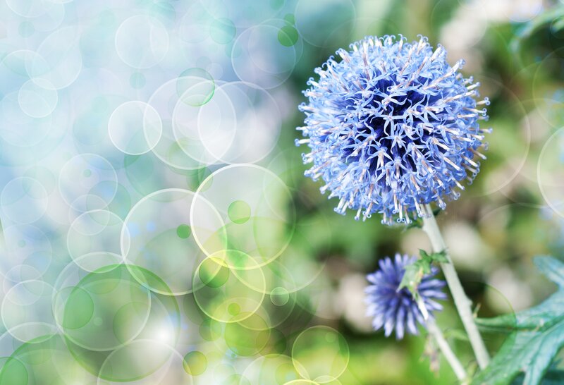 Blue Globe Thistle Flower — Serene, Spring