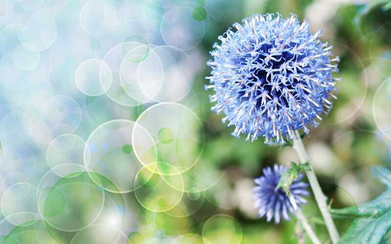 Blue Globe Thistle Flower — Serene