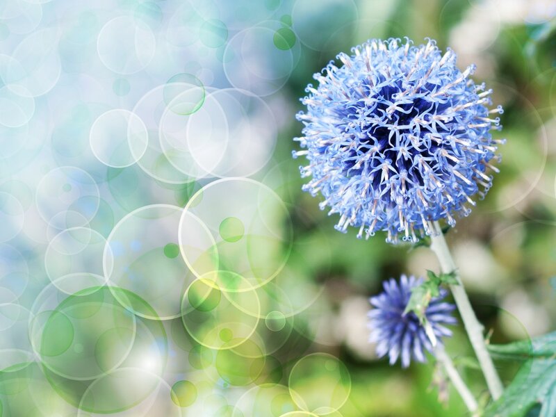Blue Globe Thistle Flower