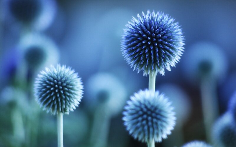 Blue Globe Thistle Flowers — Serene, Photograph