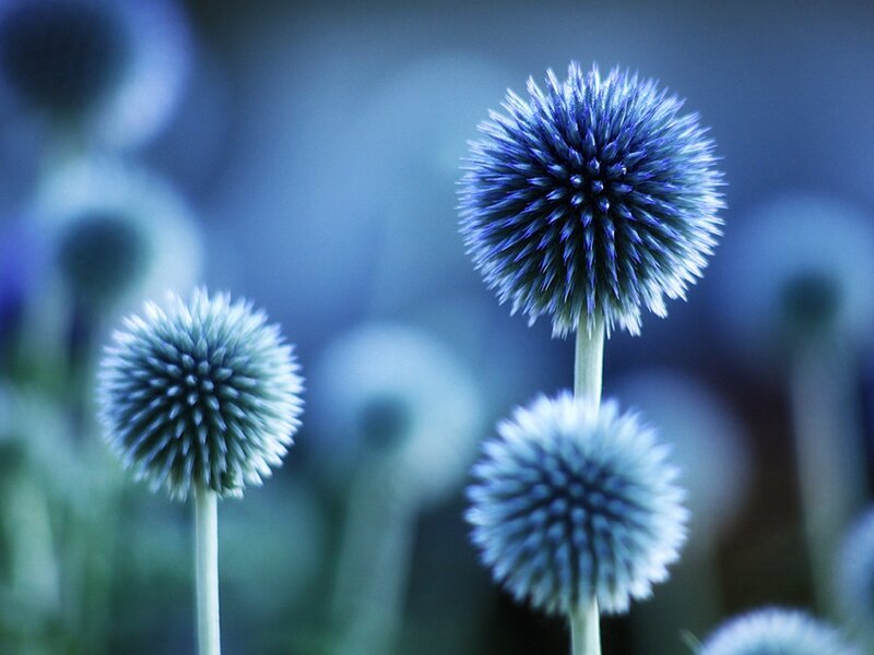Blue Globe Thistle Flowers — Serene