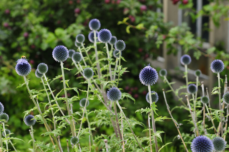 Blue Globe Thistles