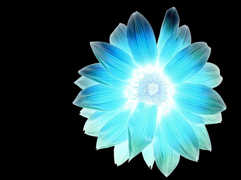 Blue Glowing Flower — Serene, Digital Art, Petals
