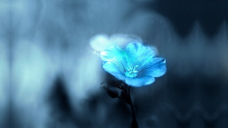 Blue Glowing Flower — Serene, Digital Art