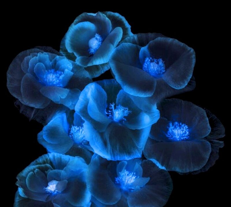 Blue Glowing Flowers — Dramatic