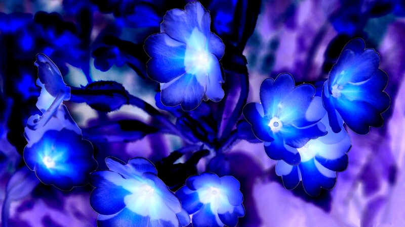 Blue Glowing Flowers — Dreamy