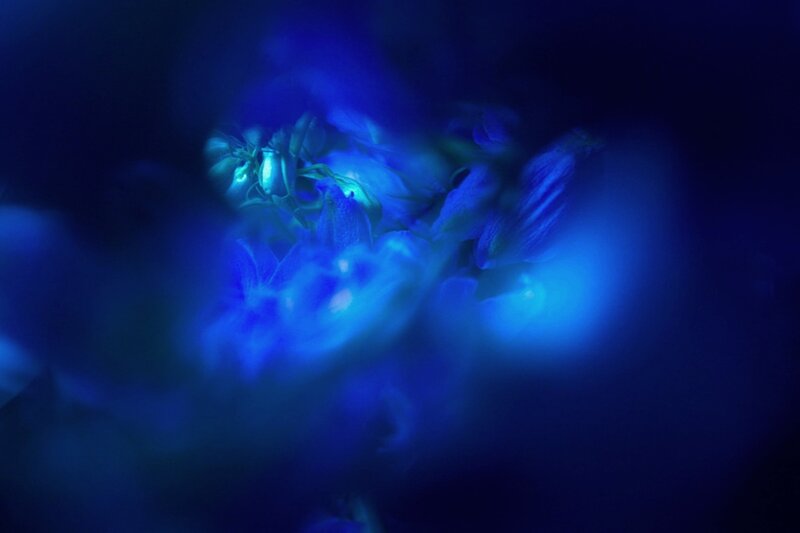 Blue Glowing Flowers — Mysterious