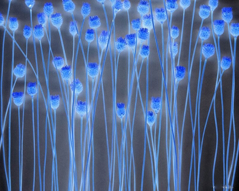 blue glowing flowers