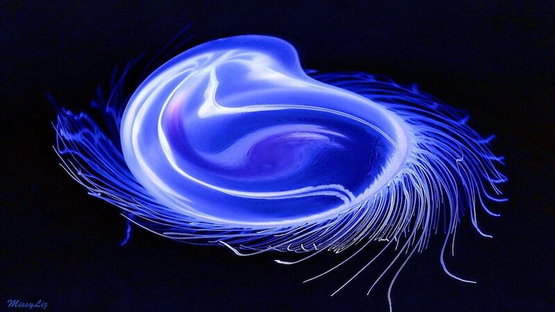 Blue Glowing Jellyfish — Mystical
