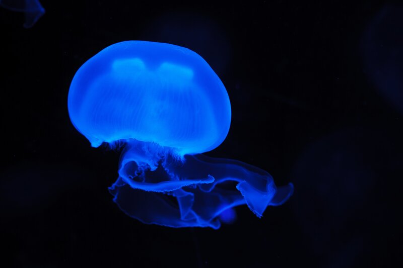 Blue Glowing Jellyfish — Serene