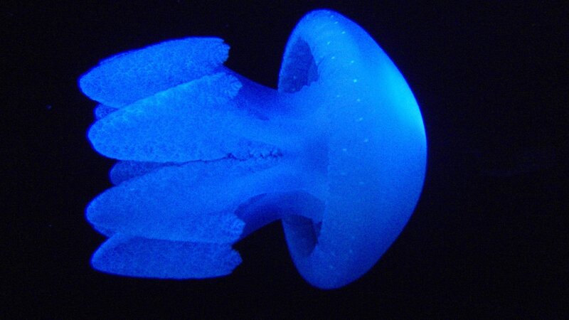 blue glowing jellyfish