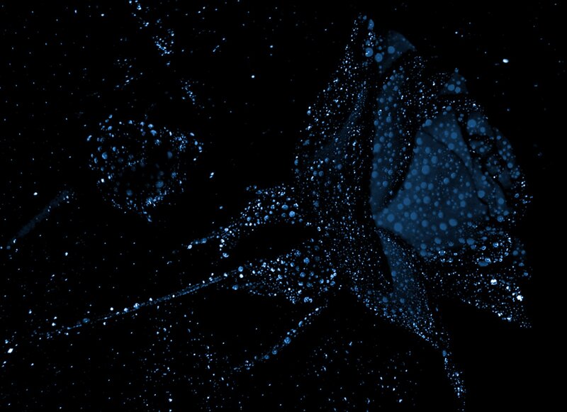 Blue Glowing Rose — Black