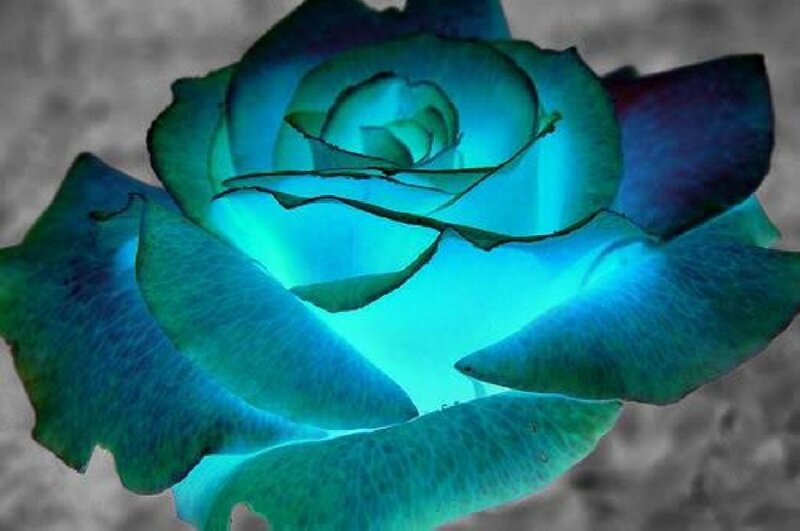 Blue Glowing Rose — Dramatic