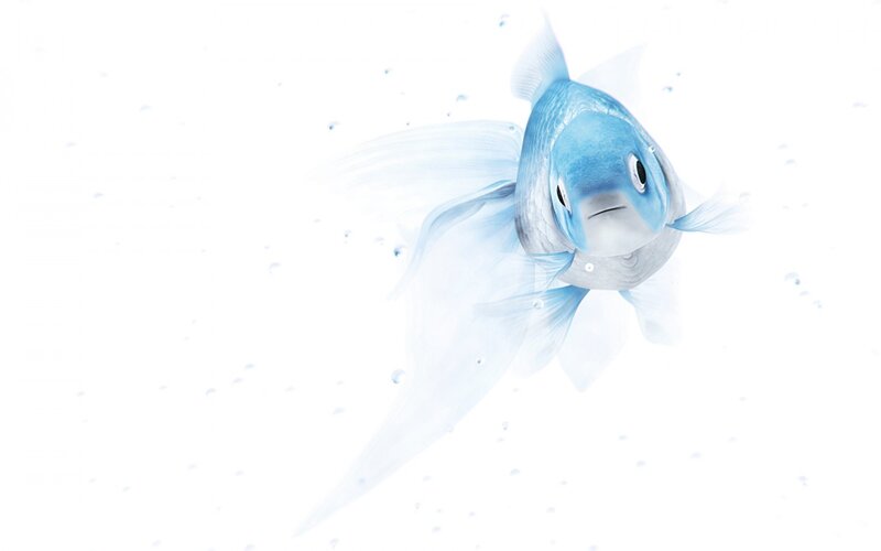 Blue Goldfish Swimming