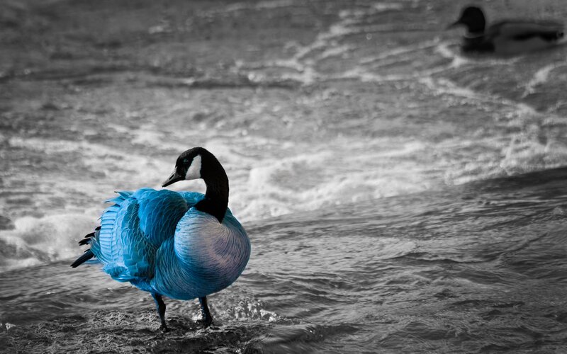 Blue Goose in Water — Dramatic, Photograph