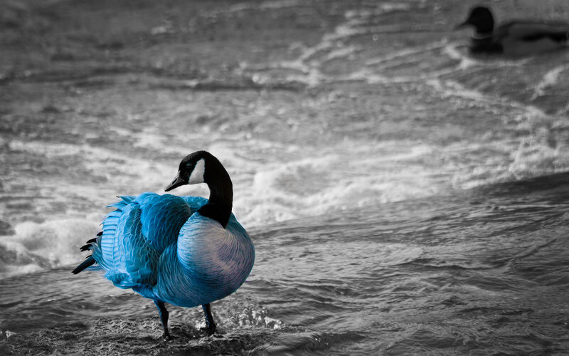 Blue Goose in Water — Dramatic