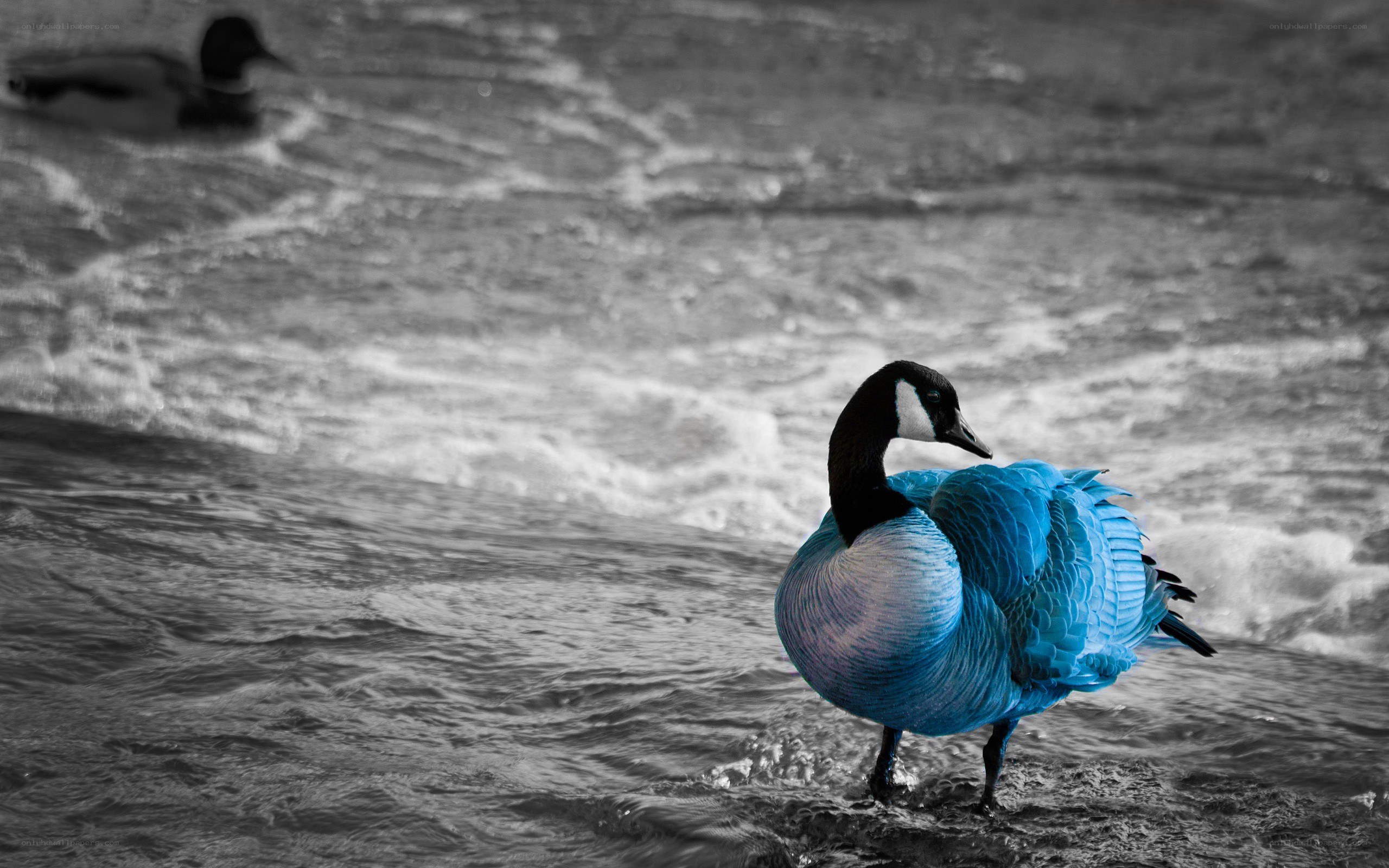 blue goose on water