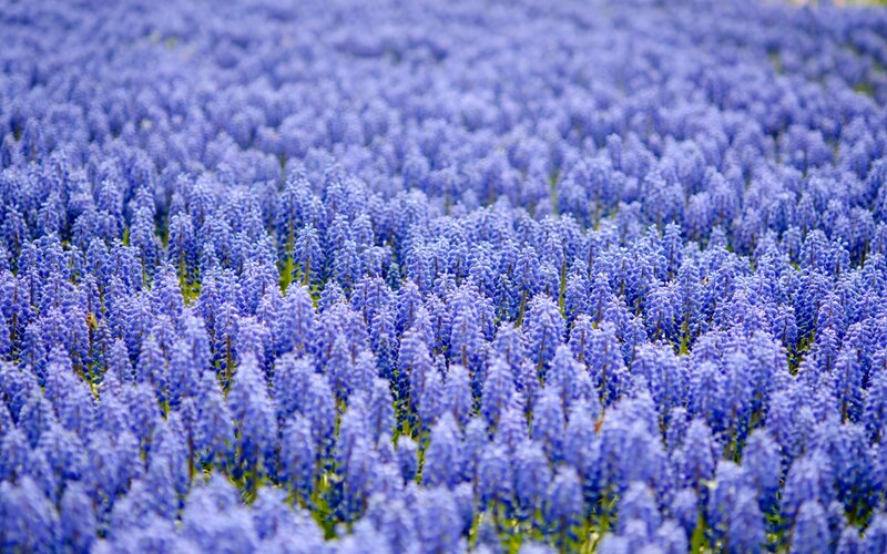 Blue Grape Hyacinth Field — Serene