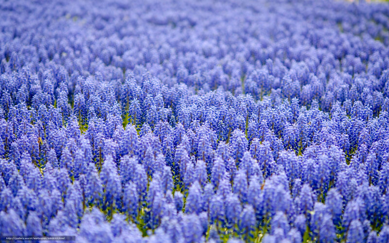 blue grape hyacinth field