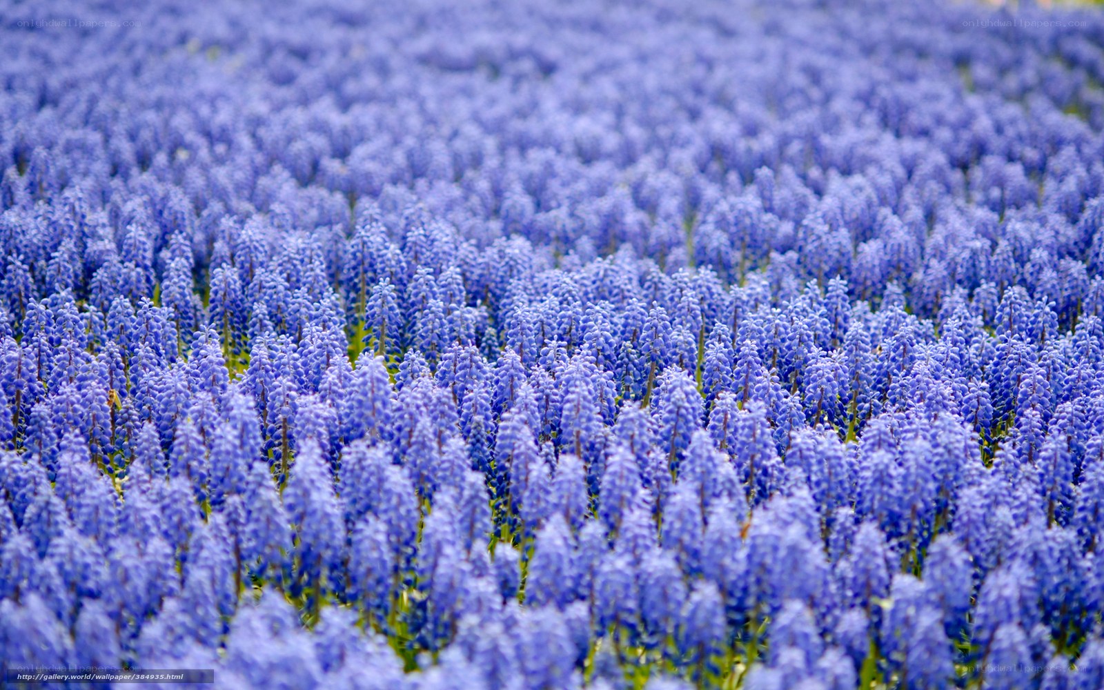 blue grape hyacinth field