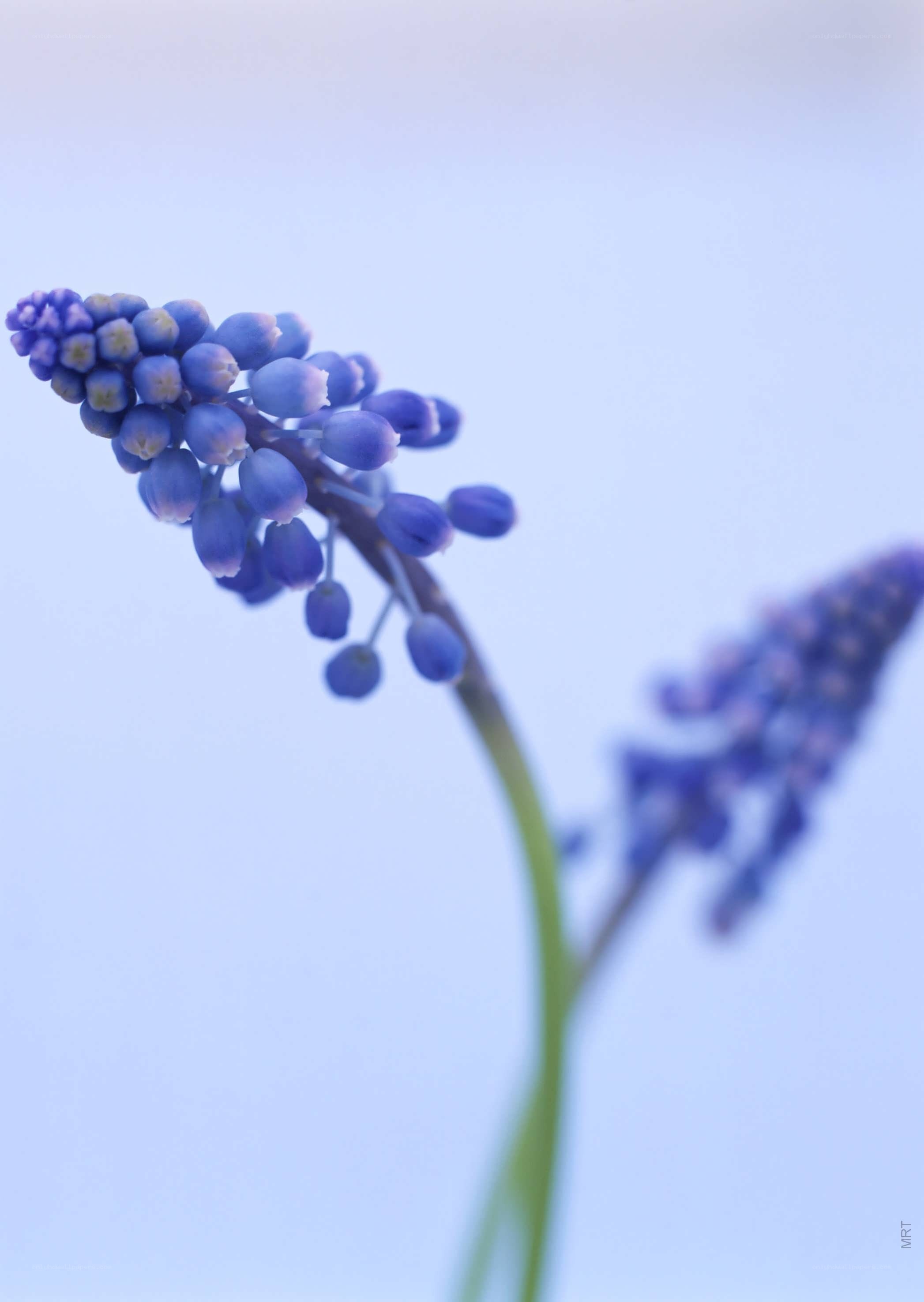 blue grape hyacinth flower