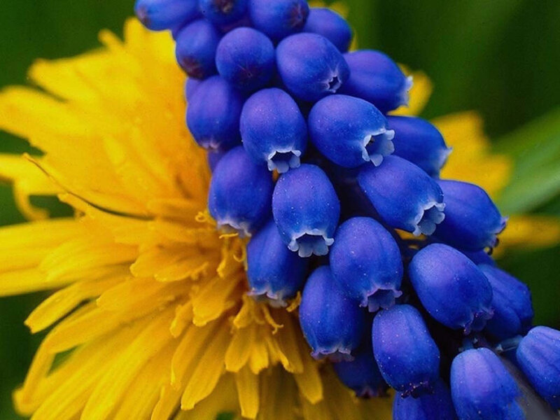 Blue Grape Hyacinth Flower — Calm, Spring, Photograph