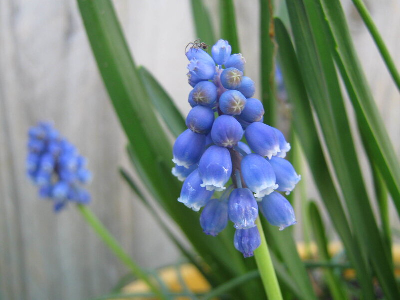 Blue Grape Hyacinth Flower — Calm, Spring