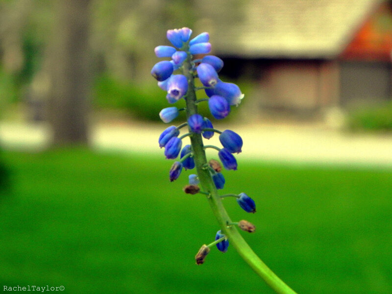 Blue Grape Hyacinth Flower — Calm