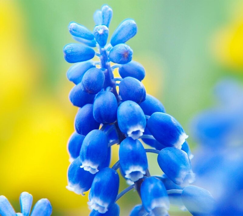 Blue Grape Hyacinth Flower — Serene, Spring, Photograph, Stem