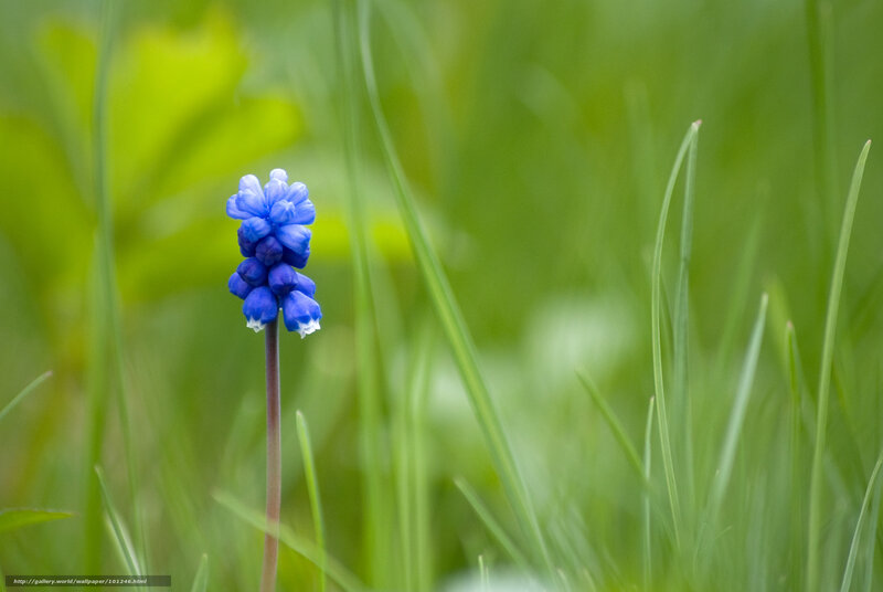 Blue Grape Hyacinth Flower — Serene, Spring
