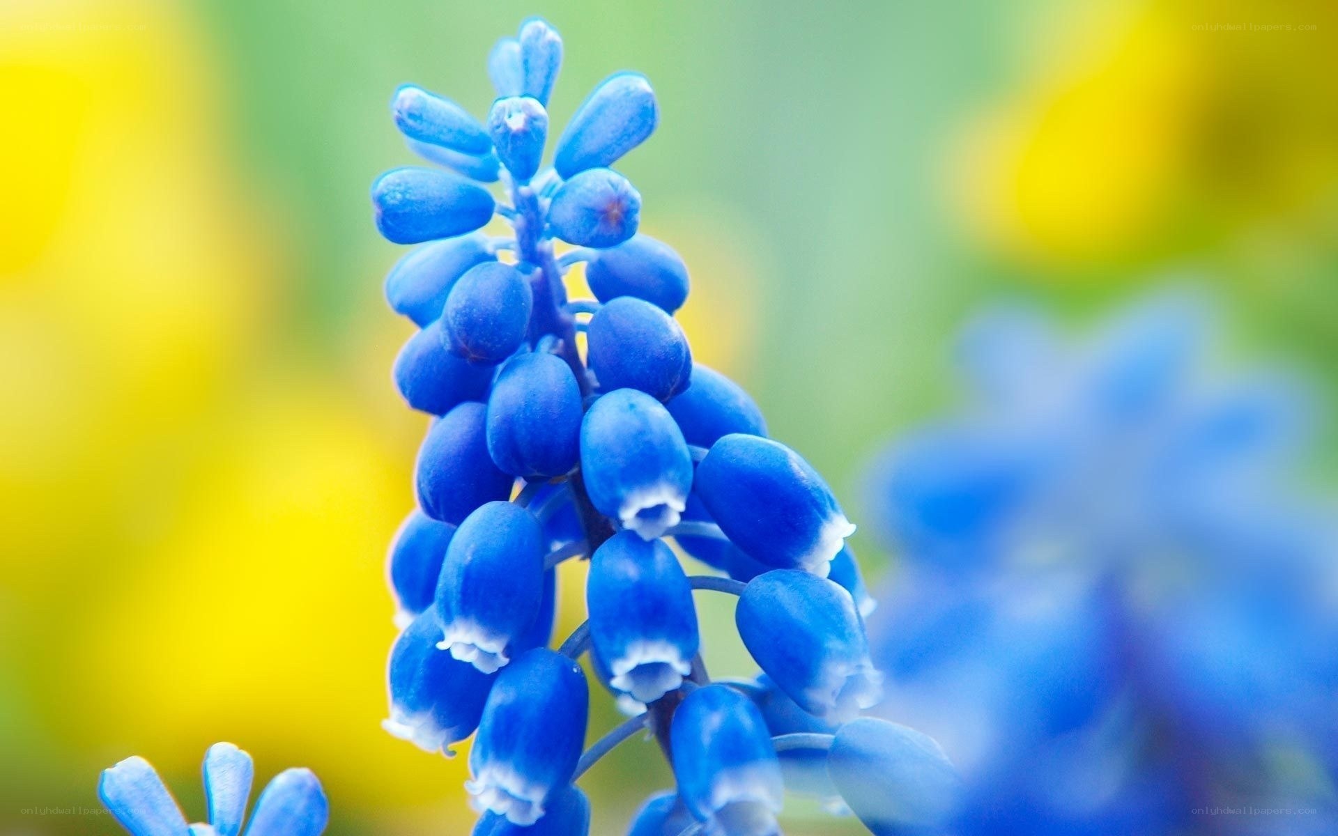 Blue grape hyacinth flower