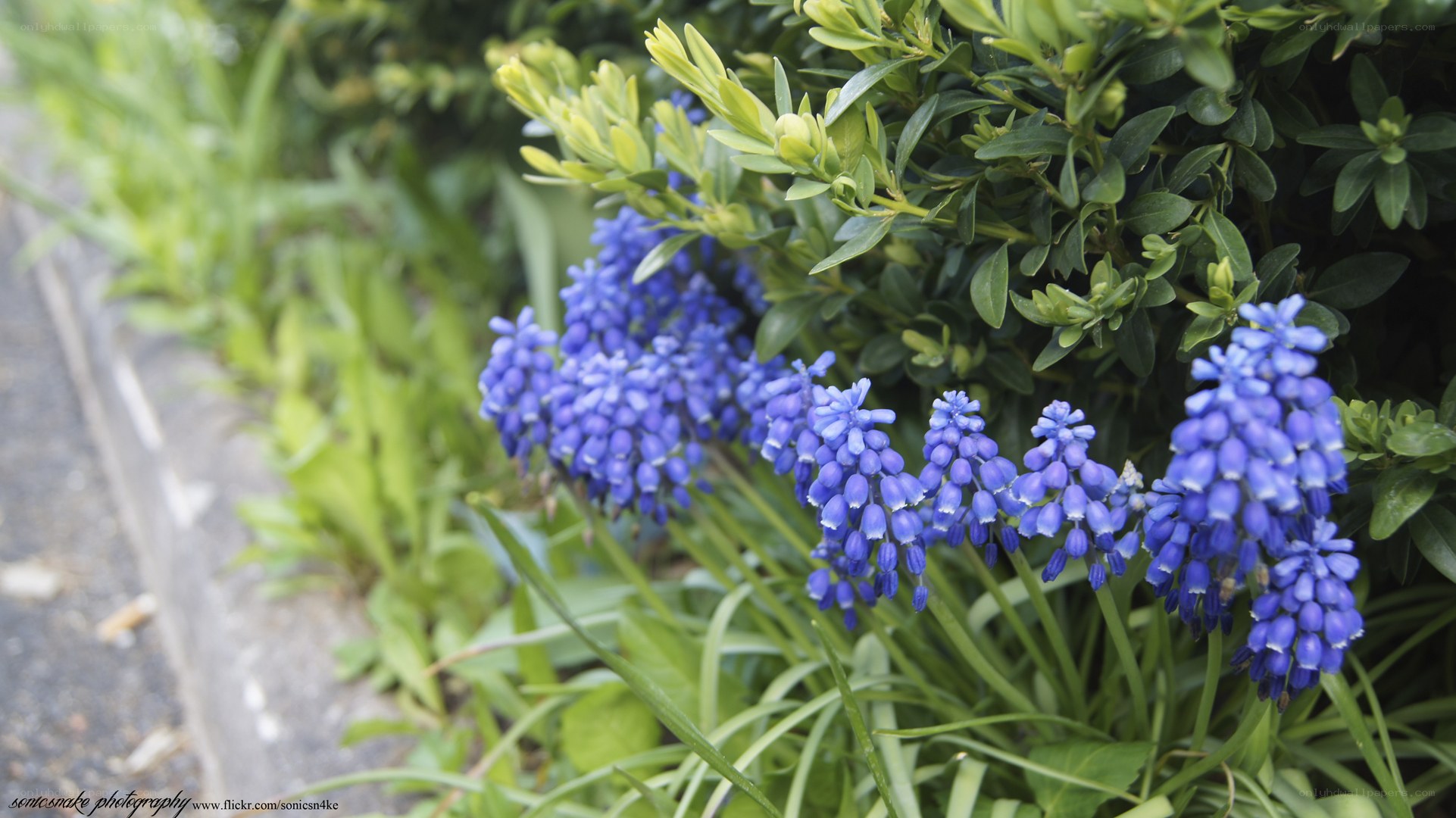 blue grape hyacinth flowers