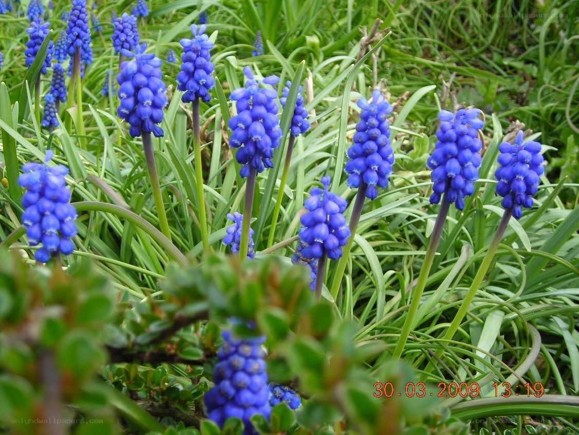 blue grape hyacinth flowers