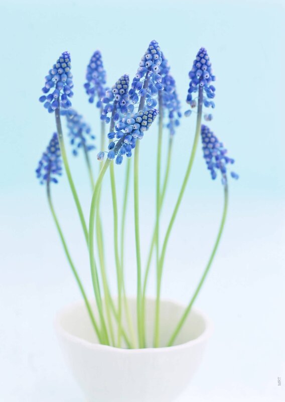Blue grape hyacinth flowers