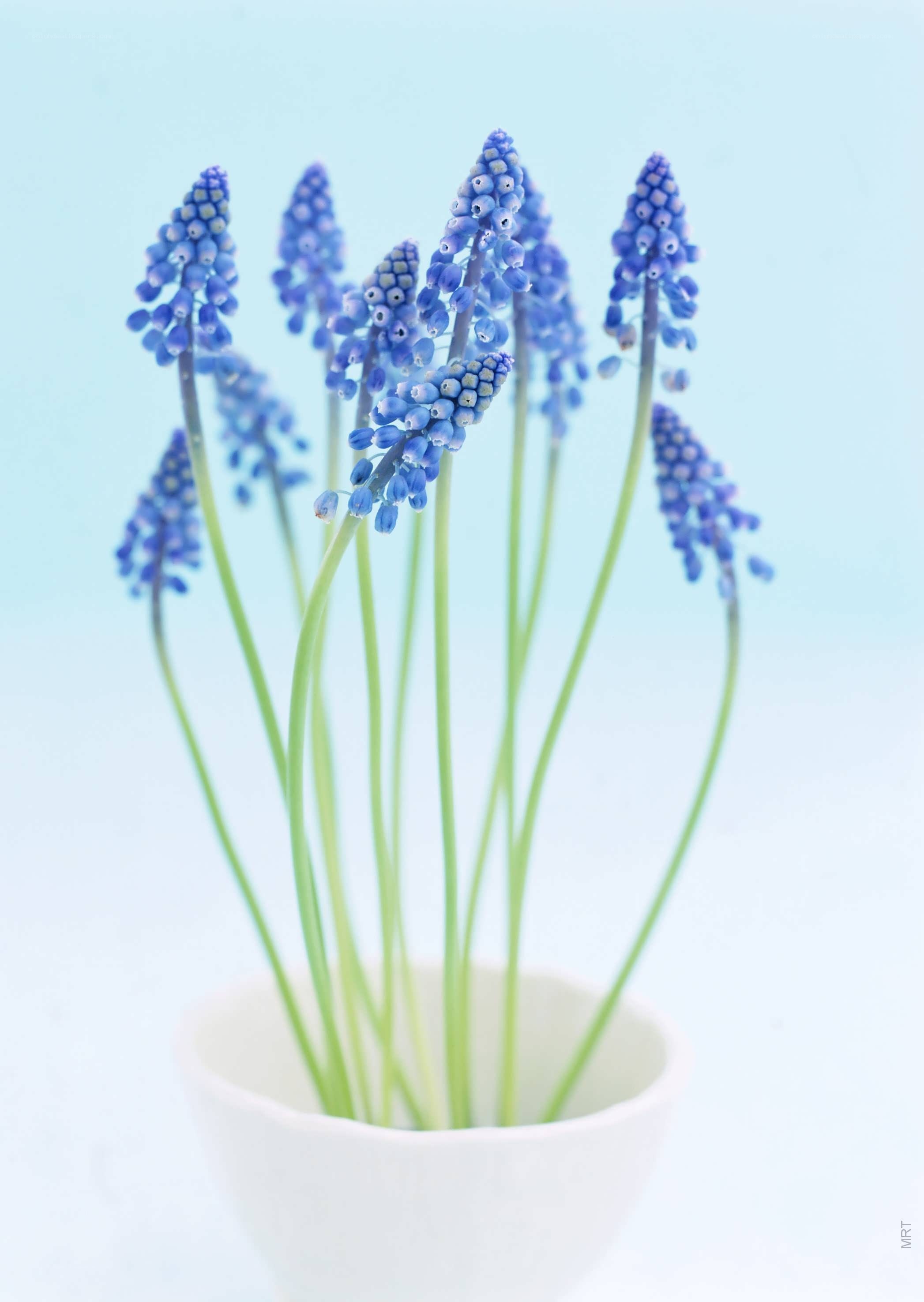 Blue grape hyacinth flowers