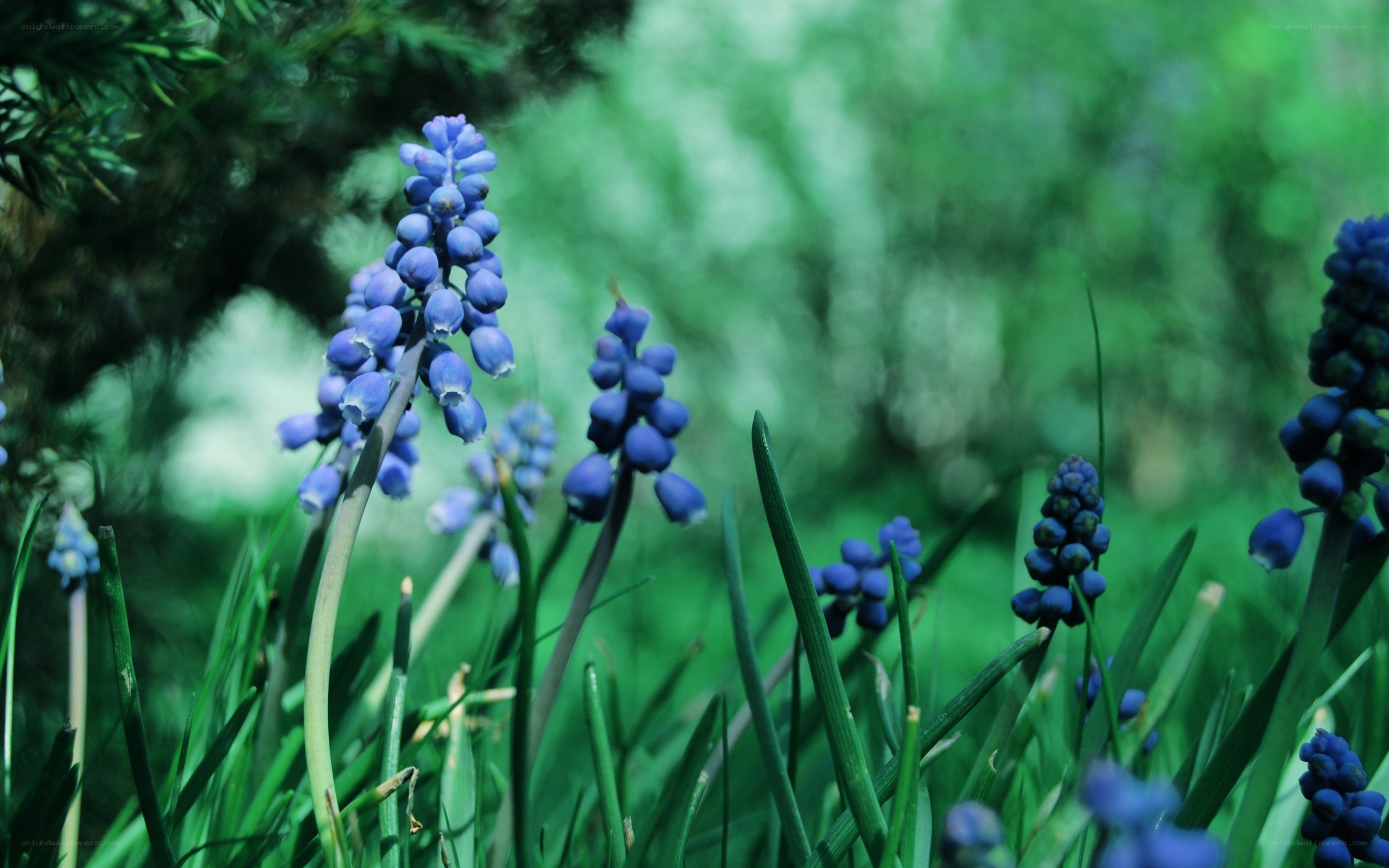 blue grape hyacinth flowers