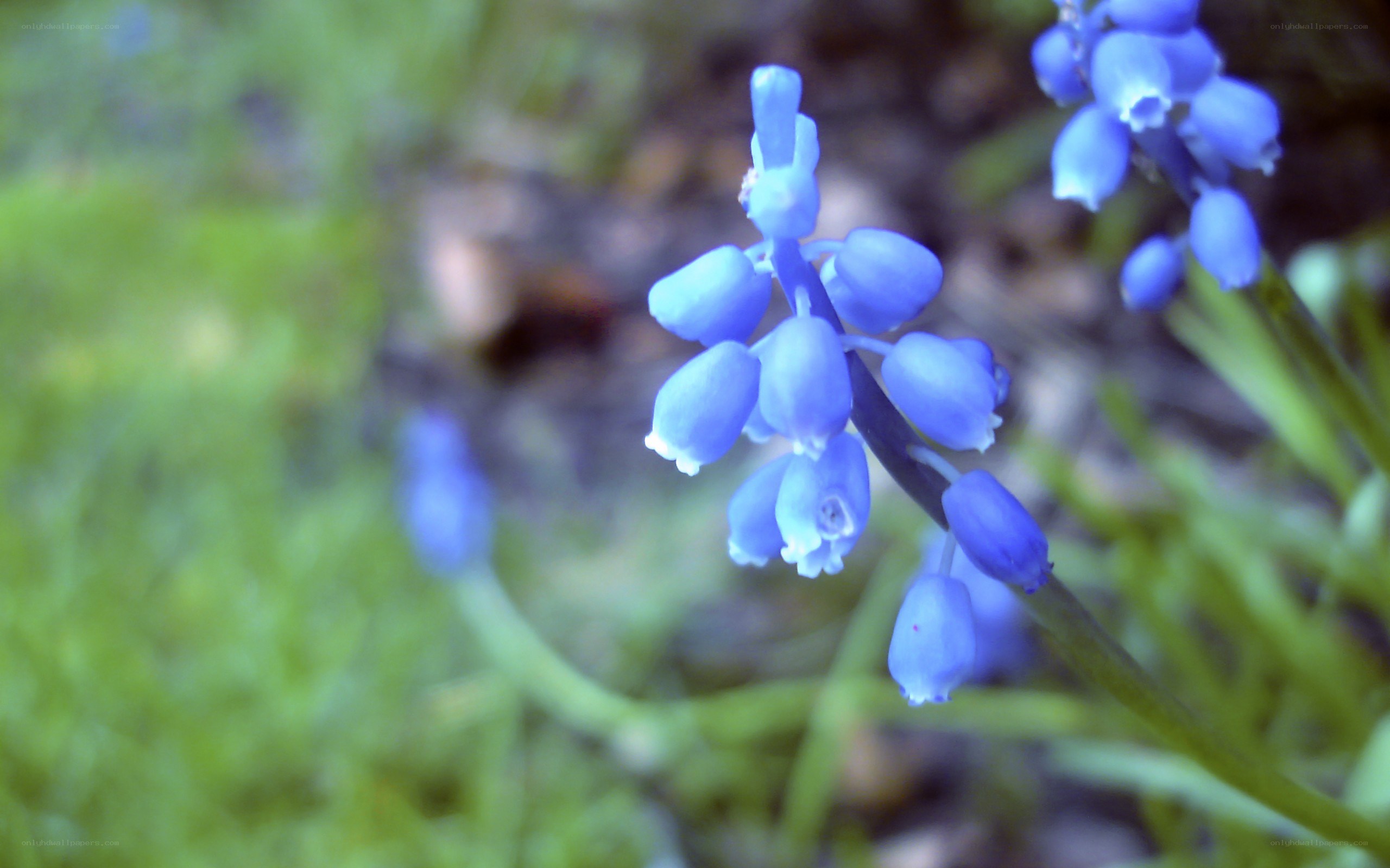 blue grape hyacinth flowers