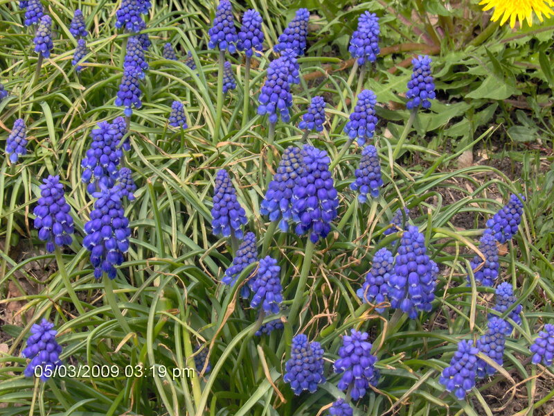 blue grape hyacinth flowers